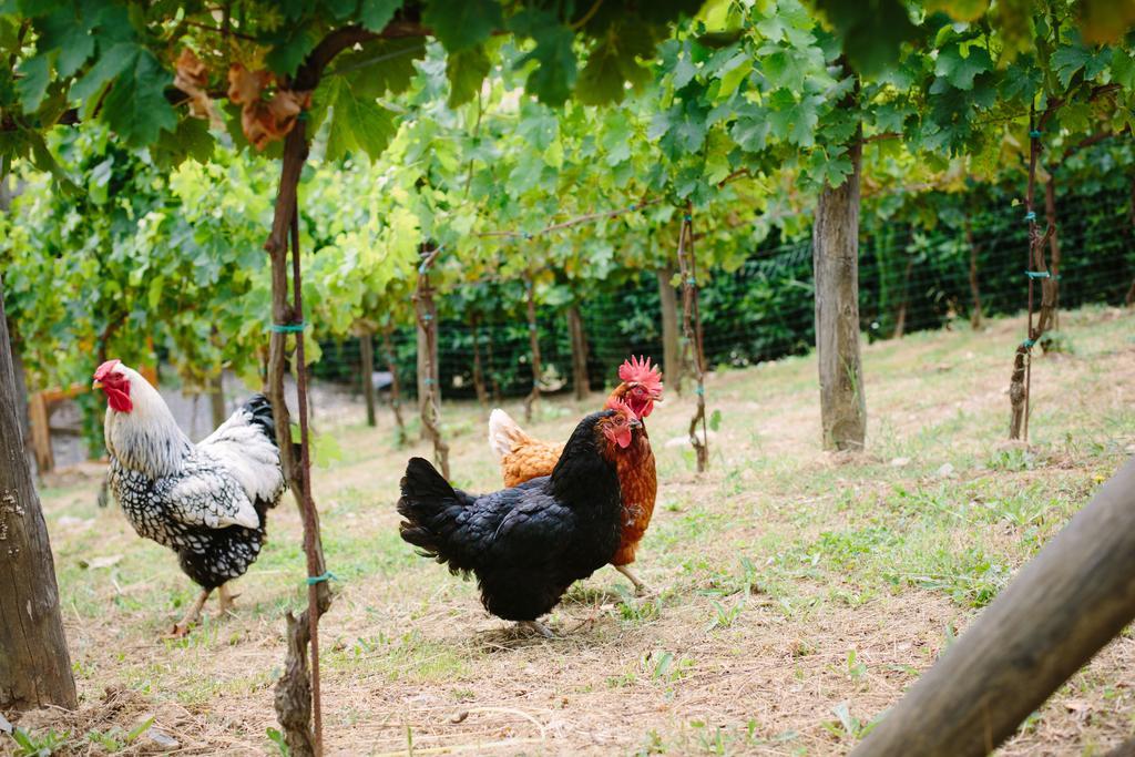 Agriturismo Mareli Villa Camaiore Eksteriør bilde